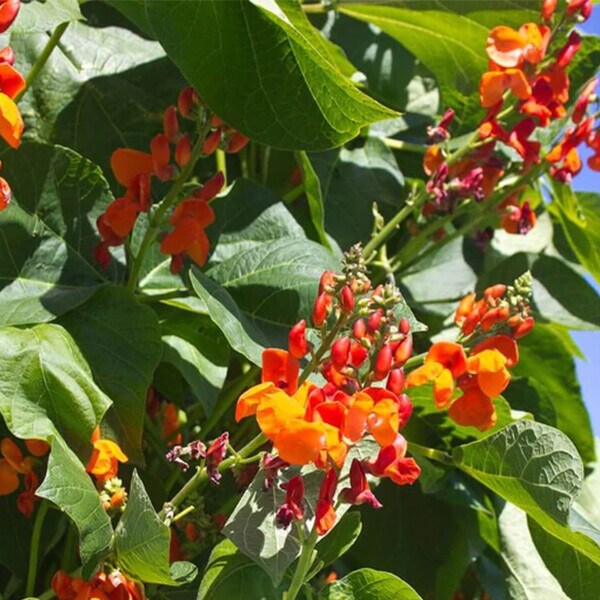 Runner Bean Seeds